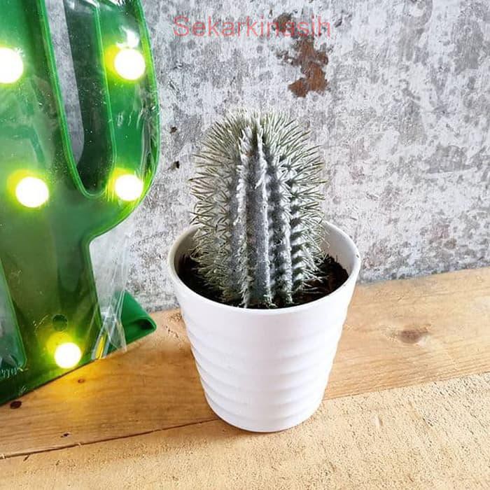 KAKTUS PRICK KAKTUS HIAS ARTIFICIAL /BUNGA PLASTIK ARTIFICIAL DEKORASI