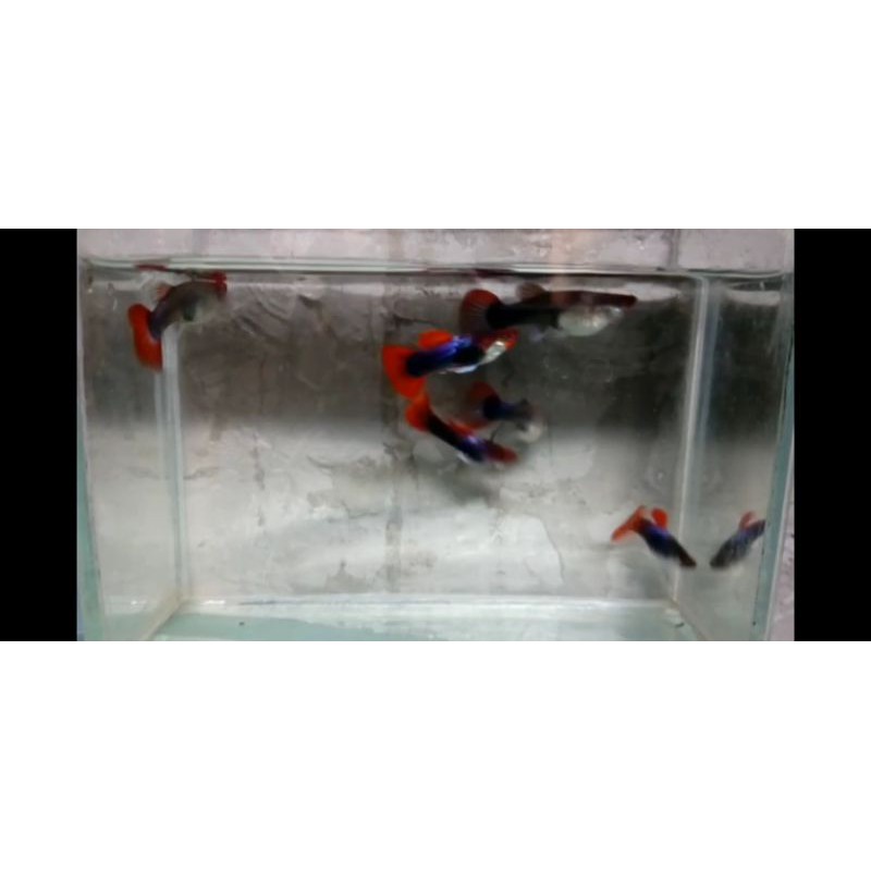 IKAN GUPPY TUXEDO KOI