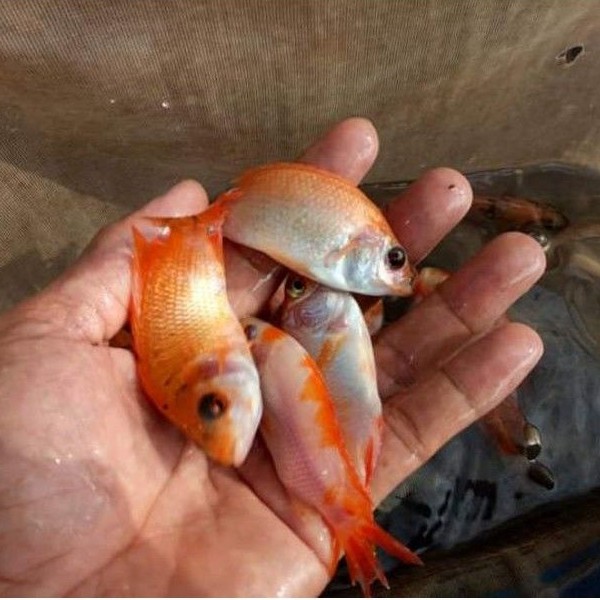 Bibit Nila Monosex Silet