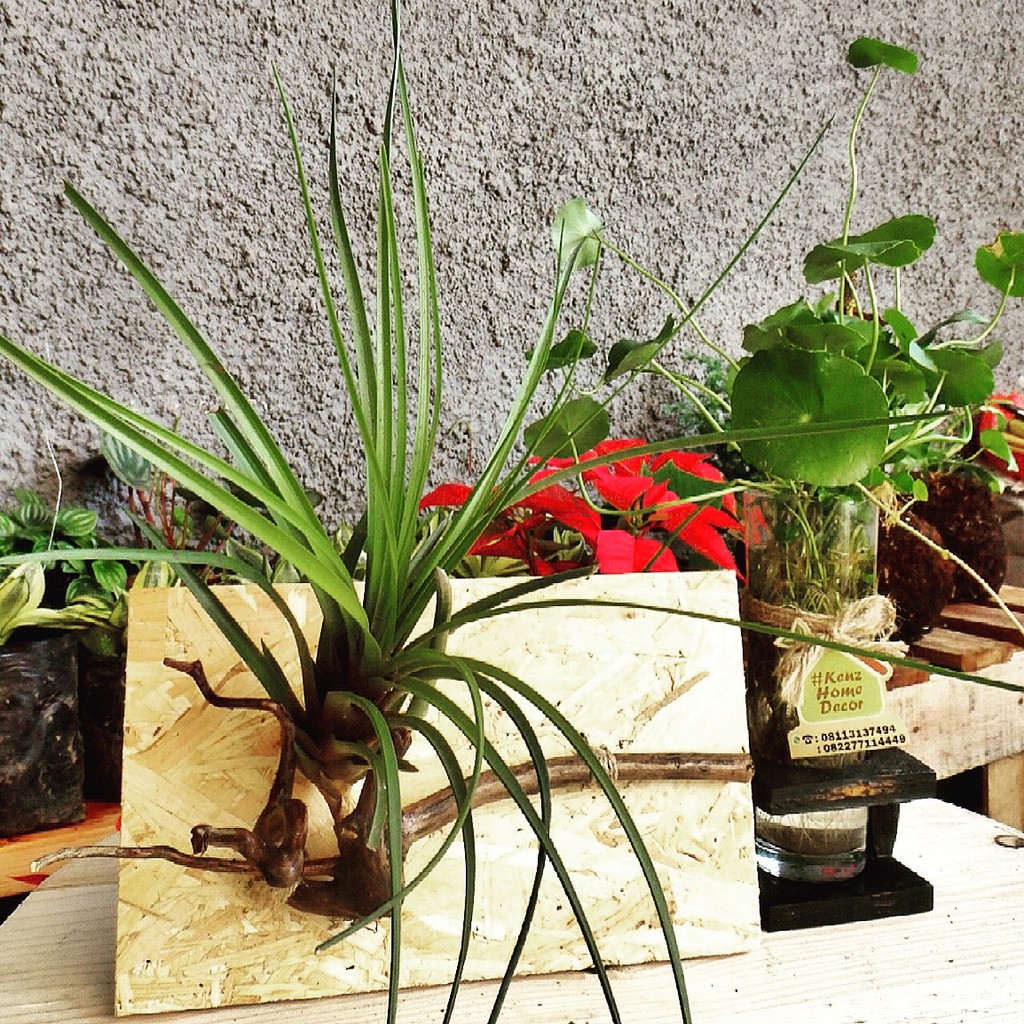 Tillandsia Air plant Tanaman Udara Tanaman hias Tillandsia Air plant Tanaman Udara Tanaman hias