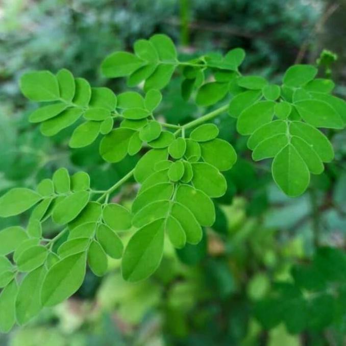 

DAUN KELOR SEGAR .DI PETIK .SETELAH ADA ORDER MASUK