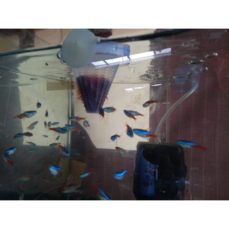 Neon Tetra