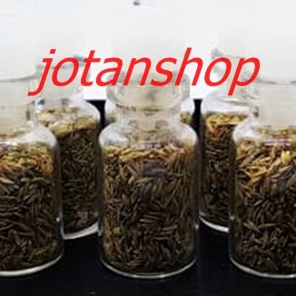 HAIR GRASS hairgrass seed bibit benih tanaman air aquascape aquarium