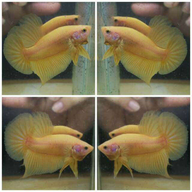  Ikan  Koi  Putih Polos 