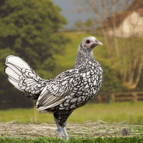 

TELUR AYAM HIAS SERAMA KATE BATIK KANADA FERTIL ASLI UNTUK DITETASKAN