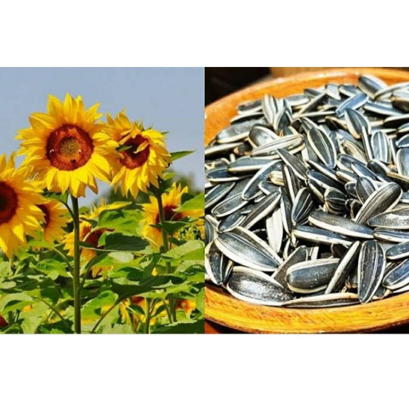 benih bunga matahari
