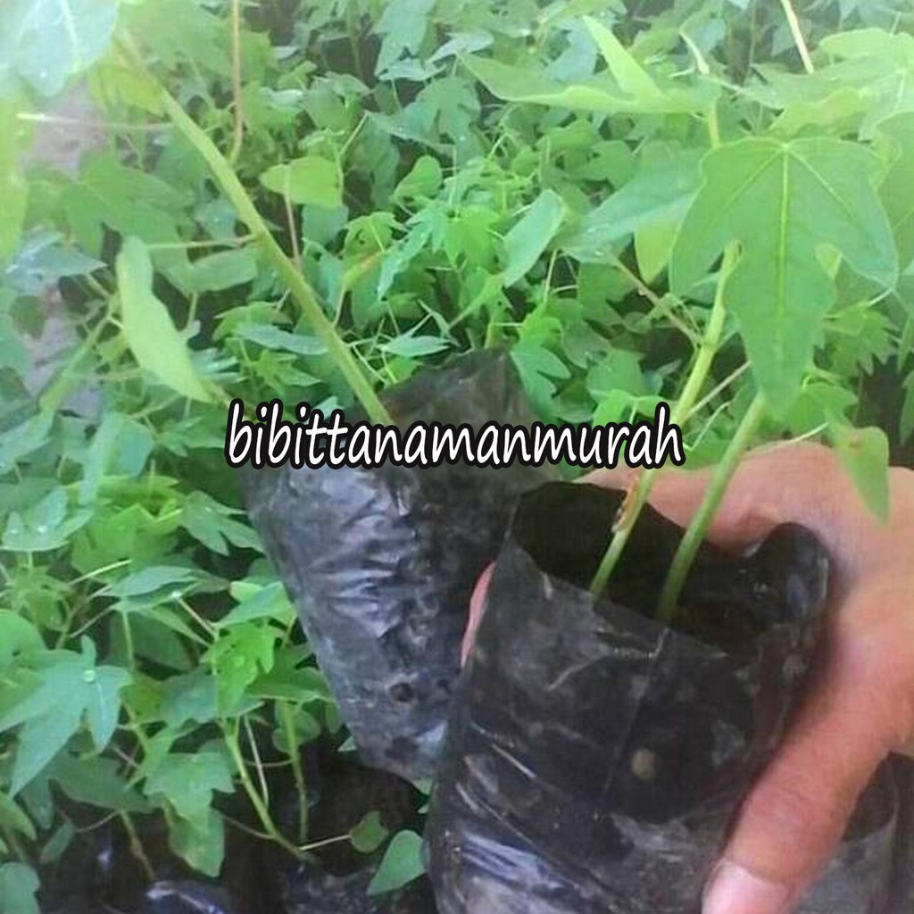 Bibit pepaya calina california