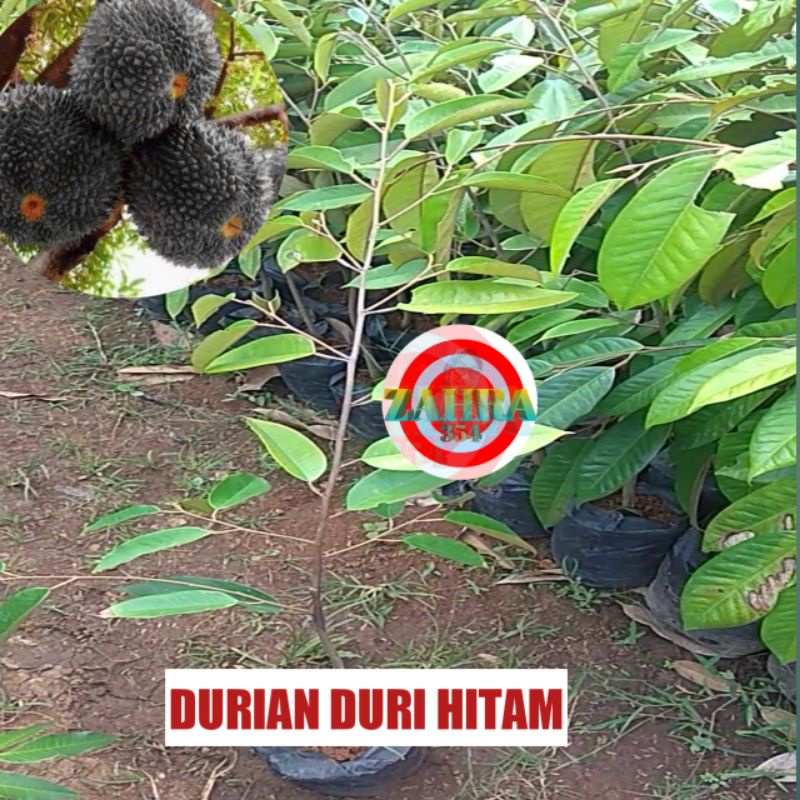 BIBIT DURIAN DURI HITAM 1 METER // DURIAN OCHE