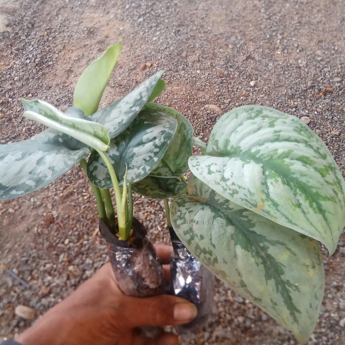 PROMO scindapsus silver murah / tanaman scindapsus / tanaman sirih silver