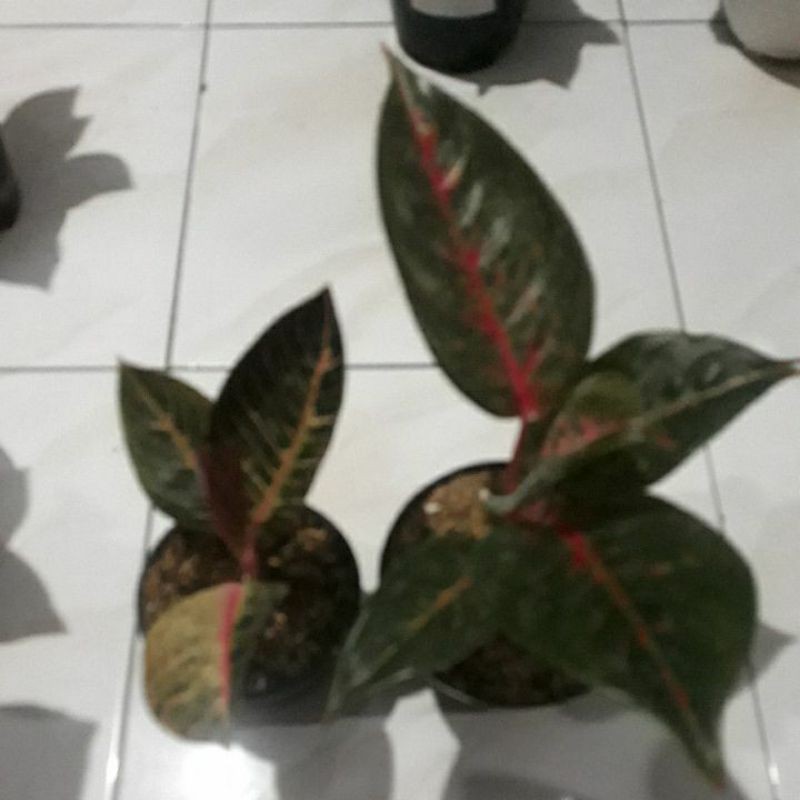 aglonema pesanan kakak imelda