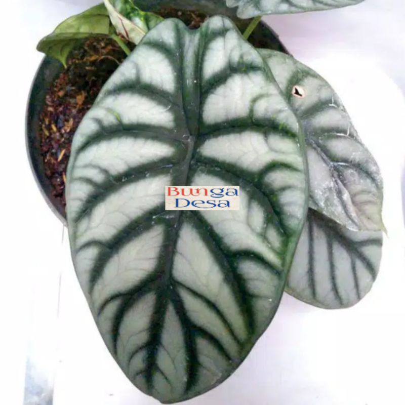 dragon scale alocasia baginda silver/ keladi tengkorak bunga desa sidomulyo