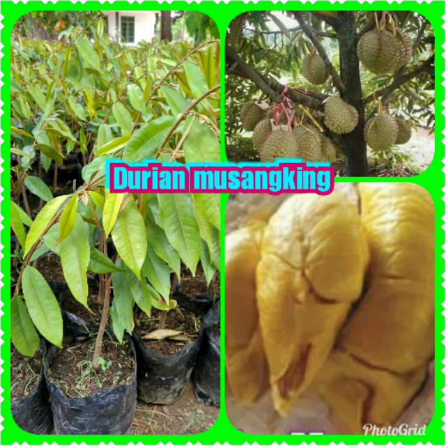 

Sepaket 20 Bibit durian musangking super unggul
