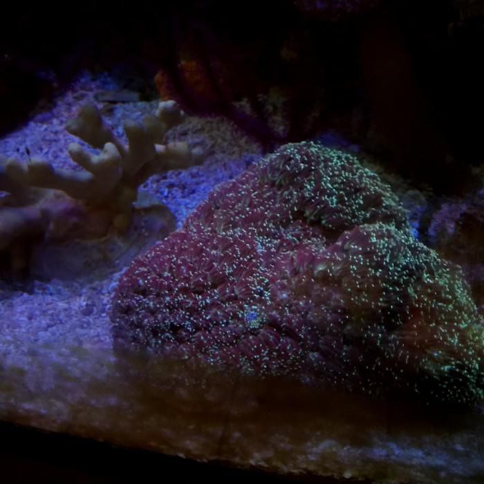 

Art / Coral Karang Koreng Coklat Tip Ijo Ramai Sekali