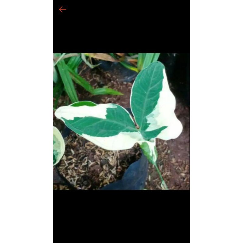 Bibit tanaman hias keladi kantong semar