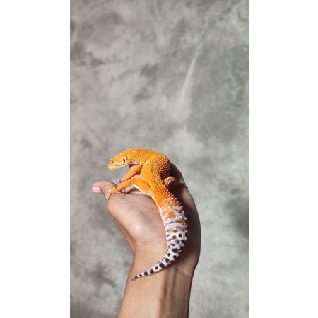 ( Mainan ) Leopard Gecko ( SHTCTB )
