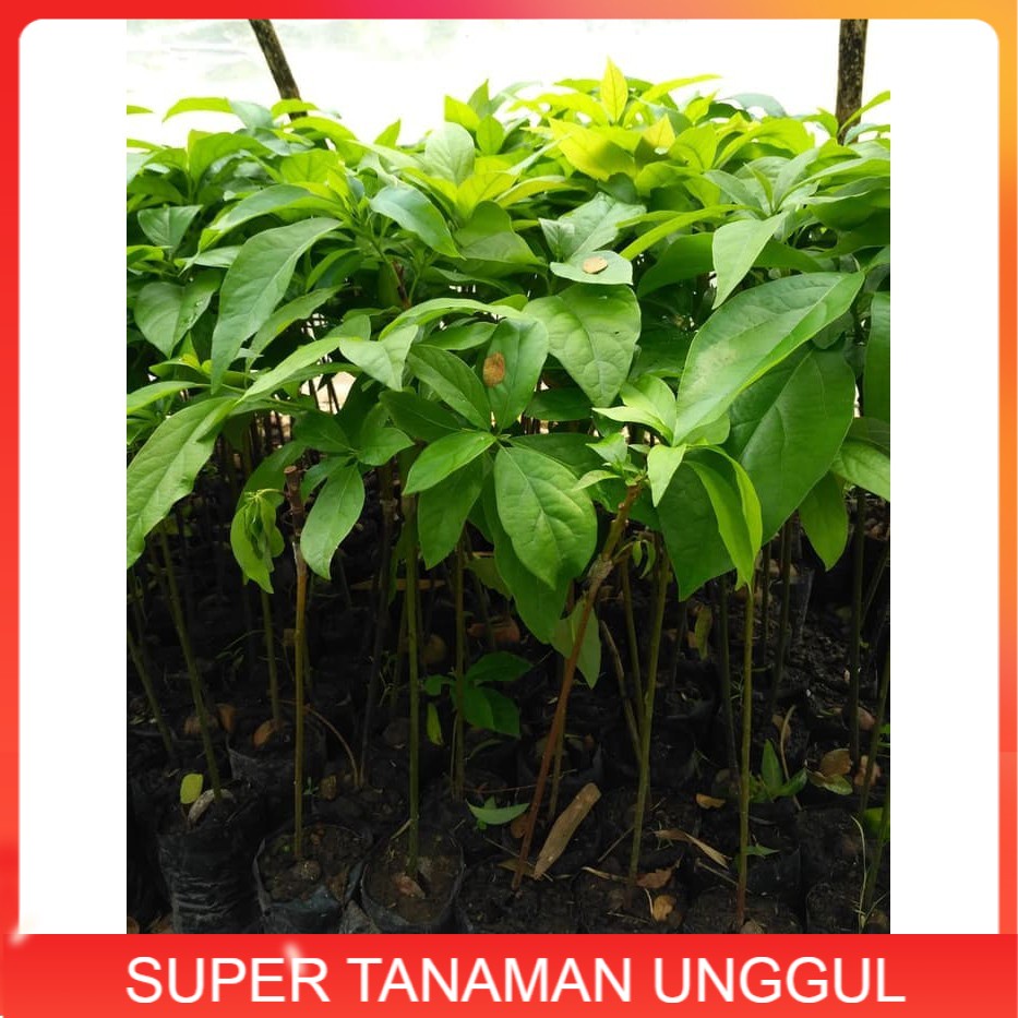 Bibit buah alpukat hass asli