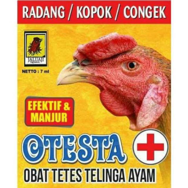 JALU AJI OTESTA - Obat telinga ayam / congek ayam