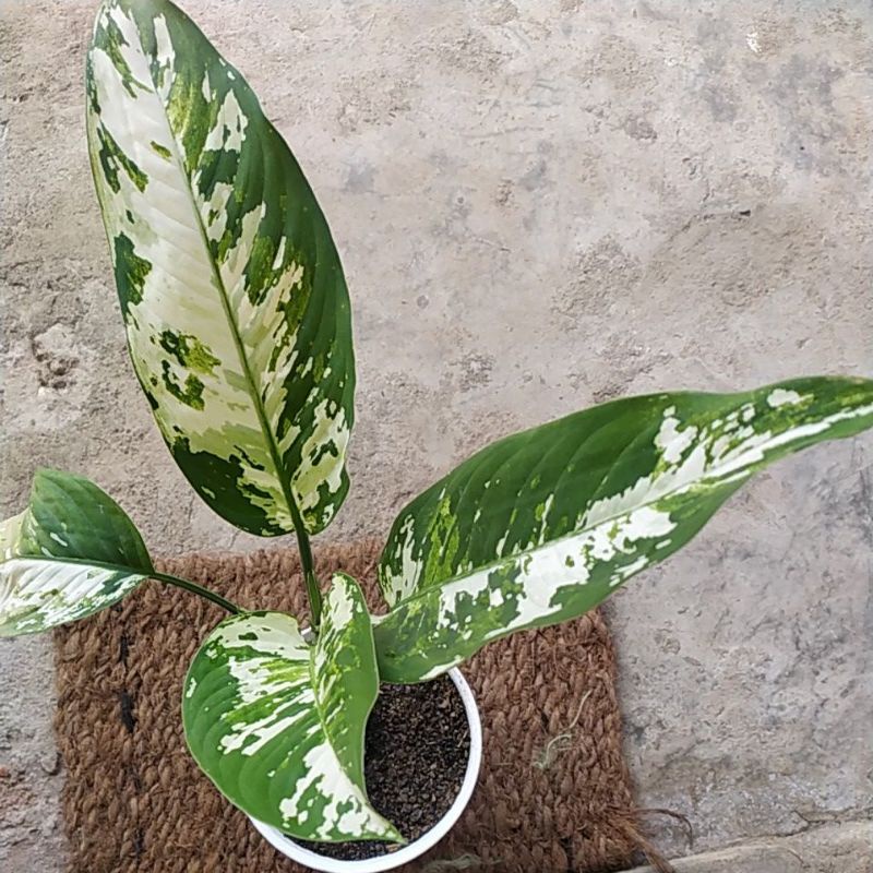 Tanaman Hias Dieffenbachia Varigata | Blanceng Varigata | Sri Rejeki Varigata