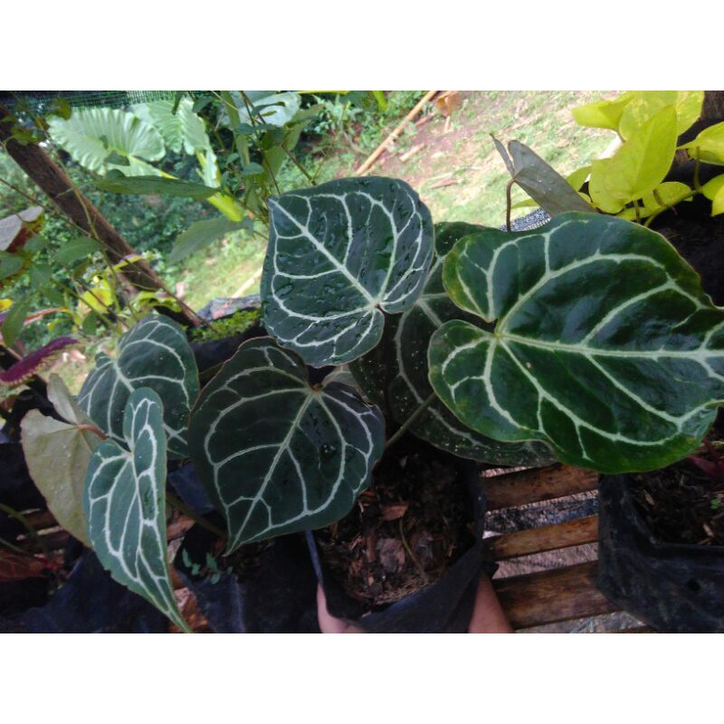 Tanaman hias kuping gajah besar