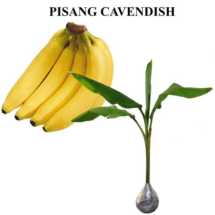 Tanaman Pisang Cavendish Taman