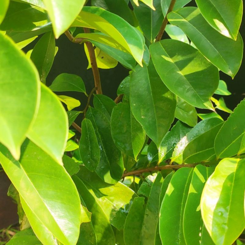 

Daun sirsak segar tanpa pestisida (aman di konsumsi)
