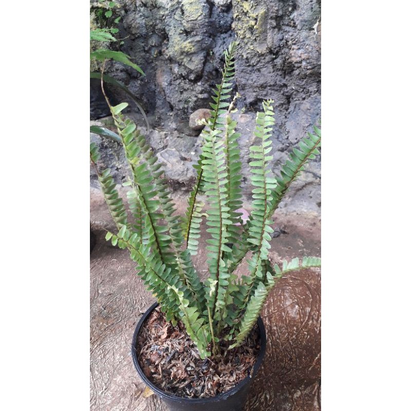 pakis kelabang mini daun kecil