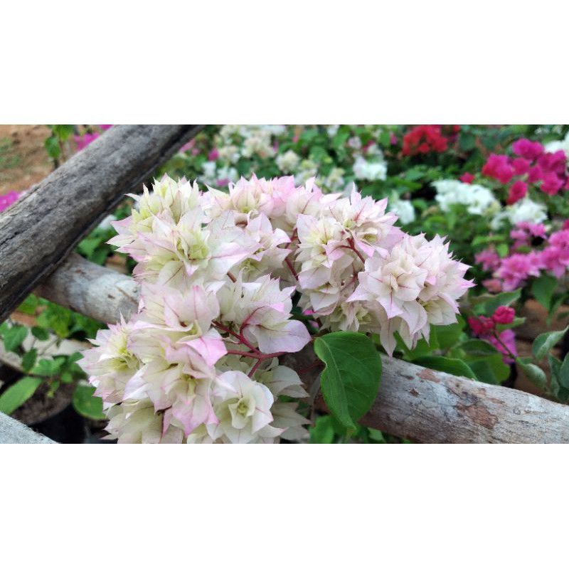 Bougenville Hawai Cherryblossom Siap Berbunga Tumpuk // Bougenville Tumpuk Putih Sambung Pucuk