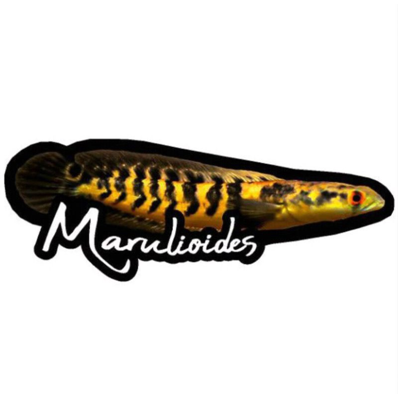 Stiker Channa Marulioides