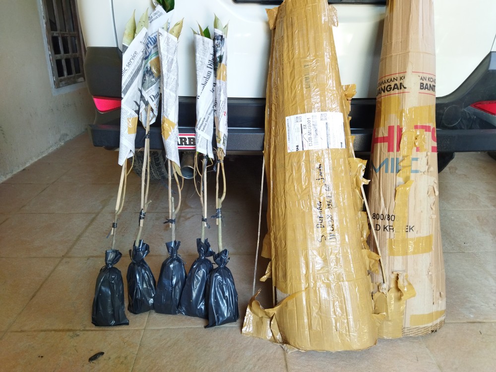 Bibit Durian Montong