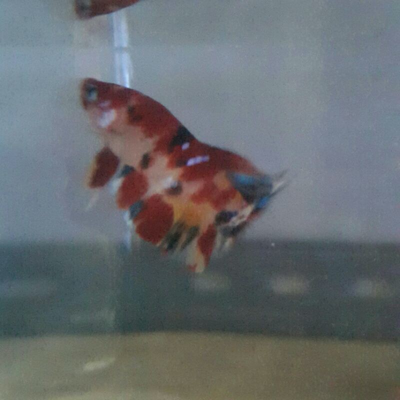 

cupang