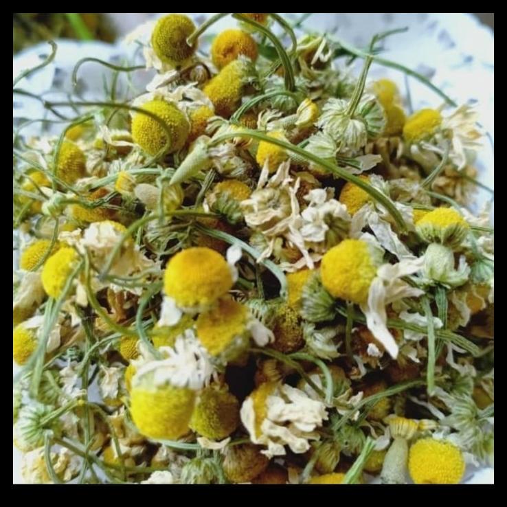 

DISKON TERBATAS !!! TEH BUNGA CAMOMILE / CHAMOMILE FLOWER TEA 100GRAM TERLARIS