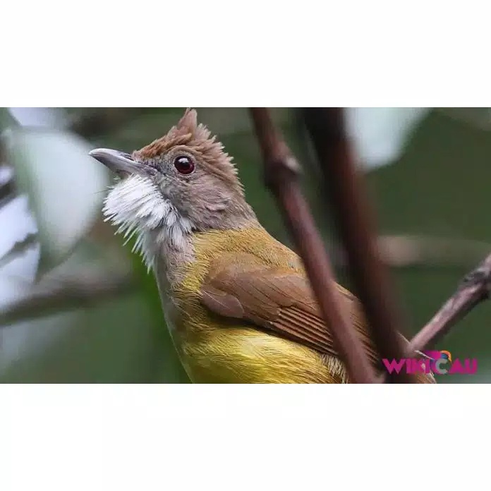 Burung Cucak Jenggot Jawa
