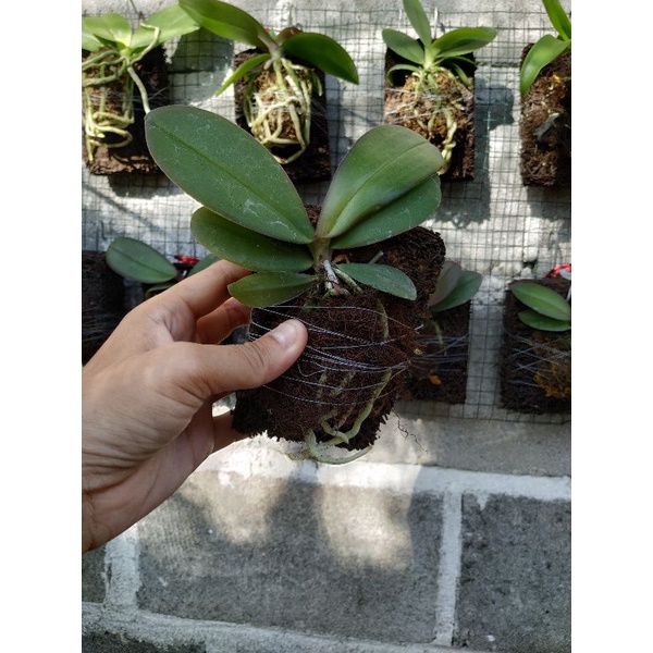 Remaja anggrek bulan hybrid taiwan premium