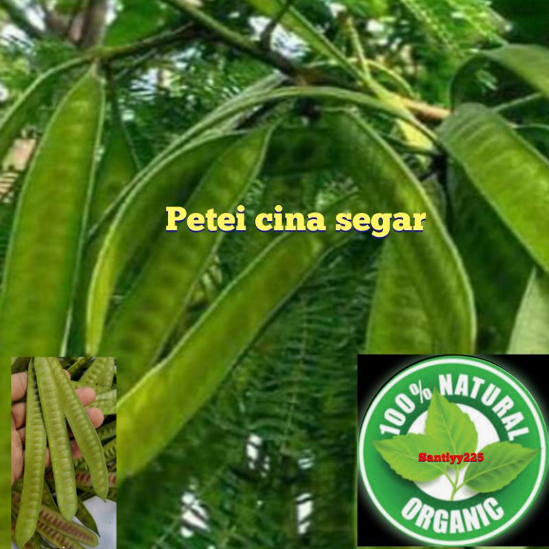

Buah petei cina segar