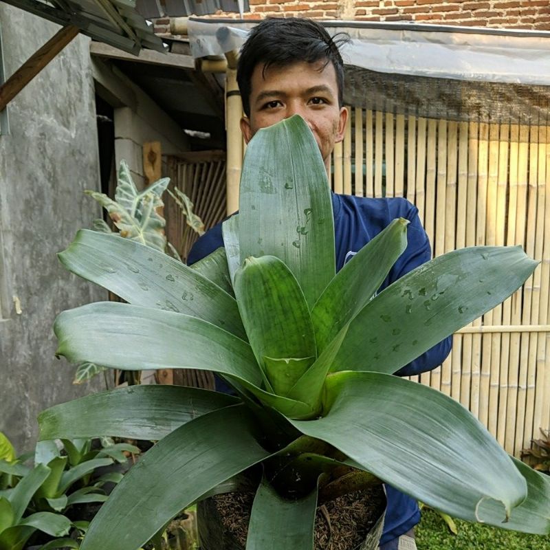 DIARY PETANI - Bromelia Giant Warna Hijau