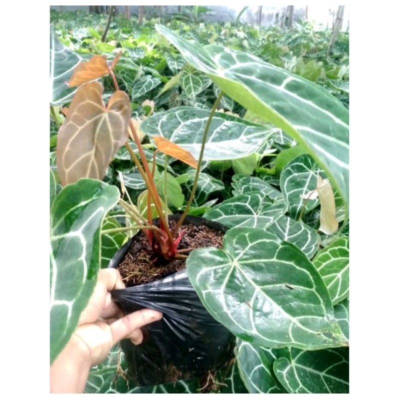 Bunga Kuping Gajah Segar Hidup Tanaman Bagus Kembang Murah Cantik Kuping Gajah