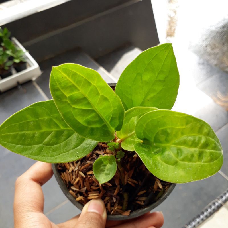 Jemani Mangkok Curly 7