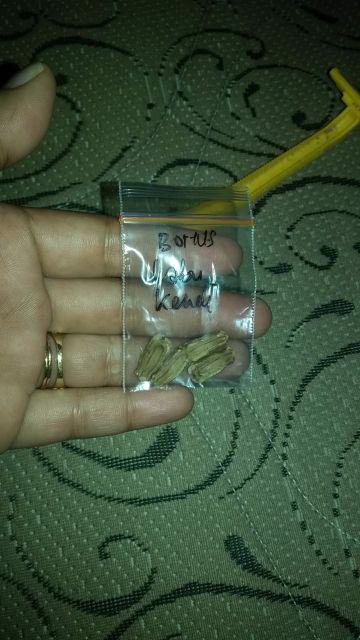 Benih Bayam Merah, Jual Benih Bayam Merah Murah Enak Dimakan