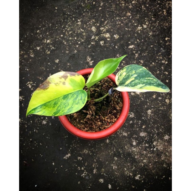 monstera marmorata ekonomis