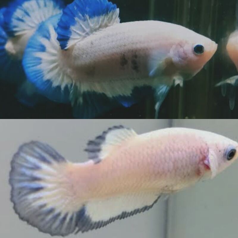 

Ikan Cupang Blue rim 1 Ekor