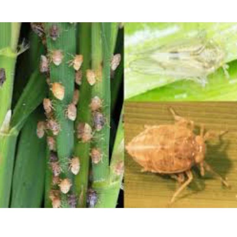 [KODE 7SY0Z] [Azodrin] INSEKTISIDA AZODRIN 15 WCS 500 ml