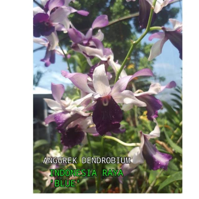 Anggrek Dendrobium Indonesia Raya Blue / Anggrek Dendrobium