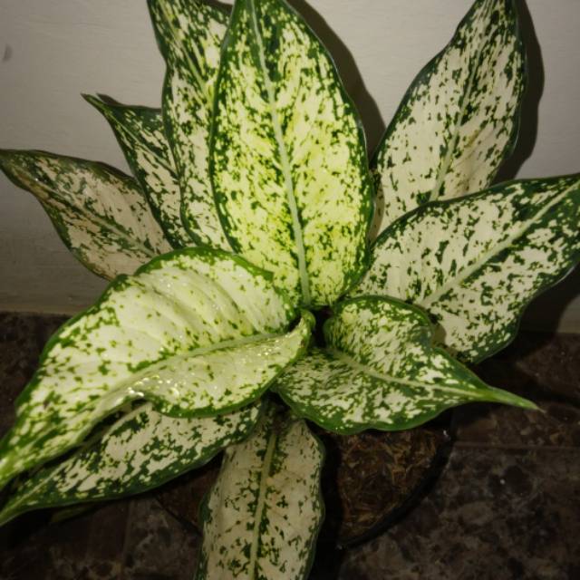 Tanaman hias aglonema snow white bunga aglo variegata