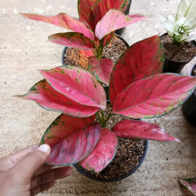 Bibit bunga  aglonema  red venus foto asli Shopee  Indonesia