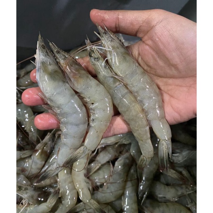 

UDANG VANAME