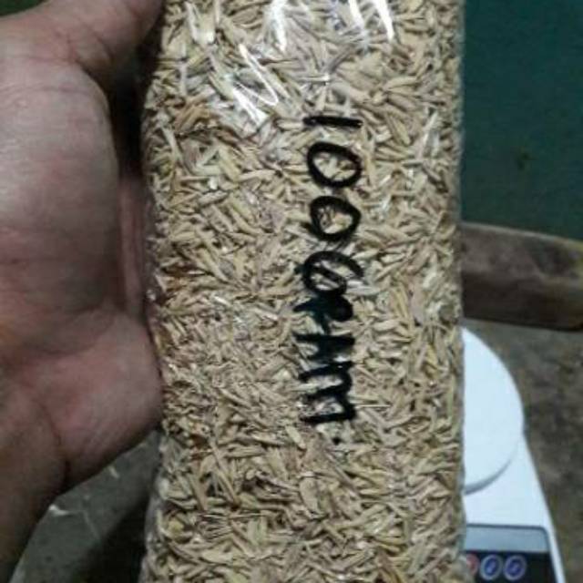 Pupuk sekam kering padi