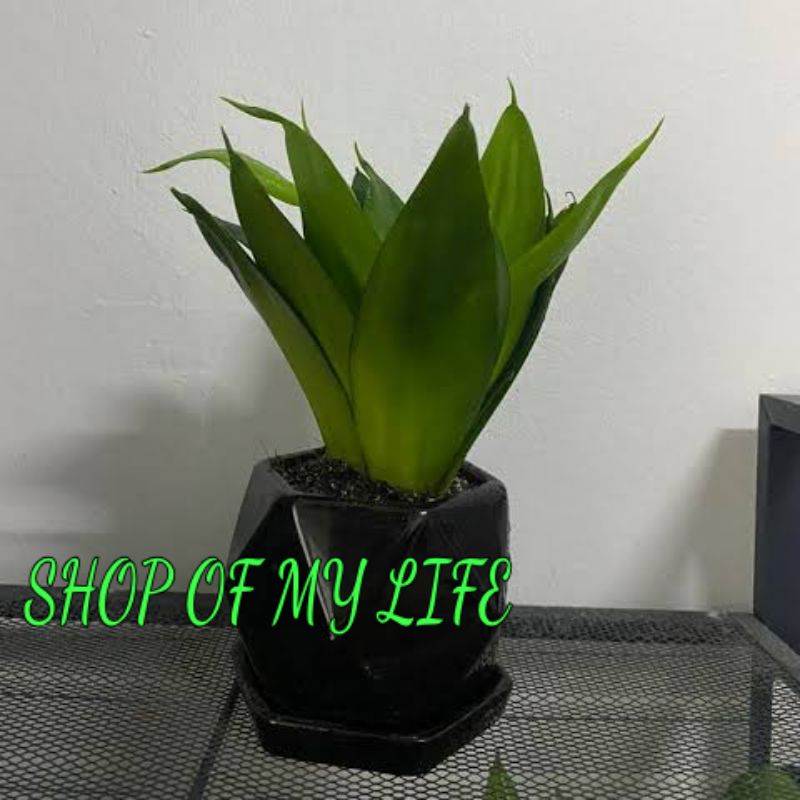 Sansevieria black dragon