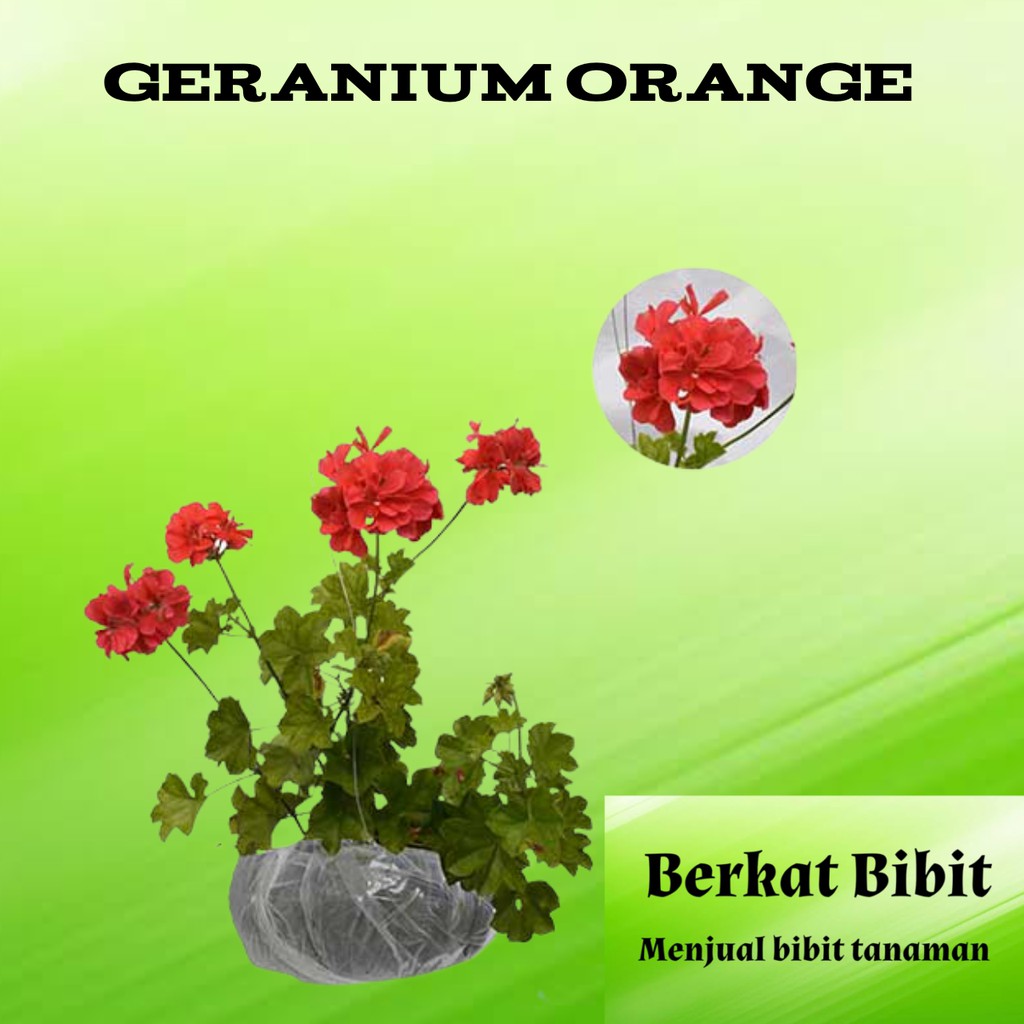 Tanaman Orange Geranium