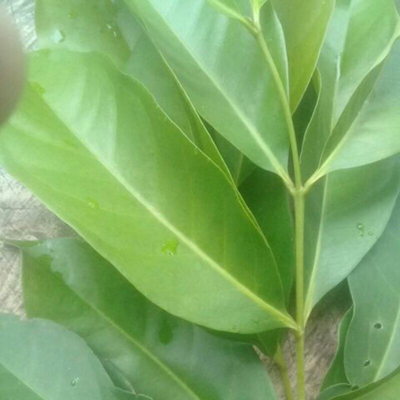 

Daun salam Paket 15 Daun