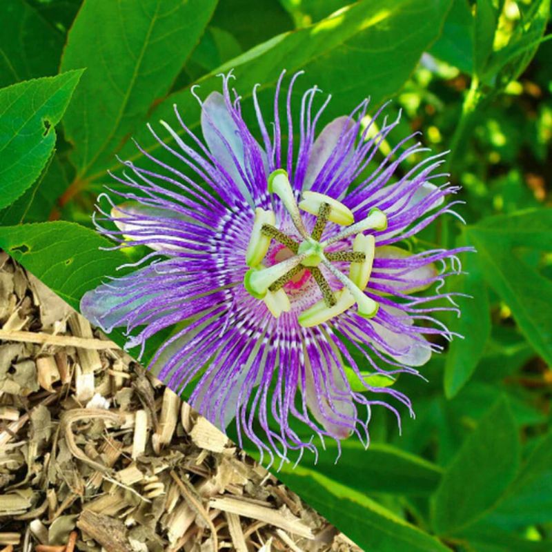 PASSION FLOWER TEA : ANXIOLYTIC, SEDATIVE, SLEEP &amp; RELAX (30 Tea Bag)